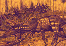 theropoda