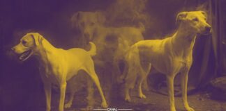 O Mistério dos Cães Fantasmas que Aparecem em Fotos Antigas