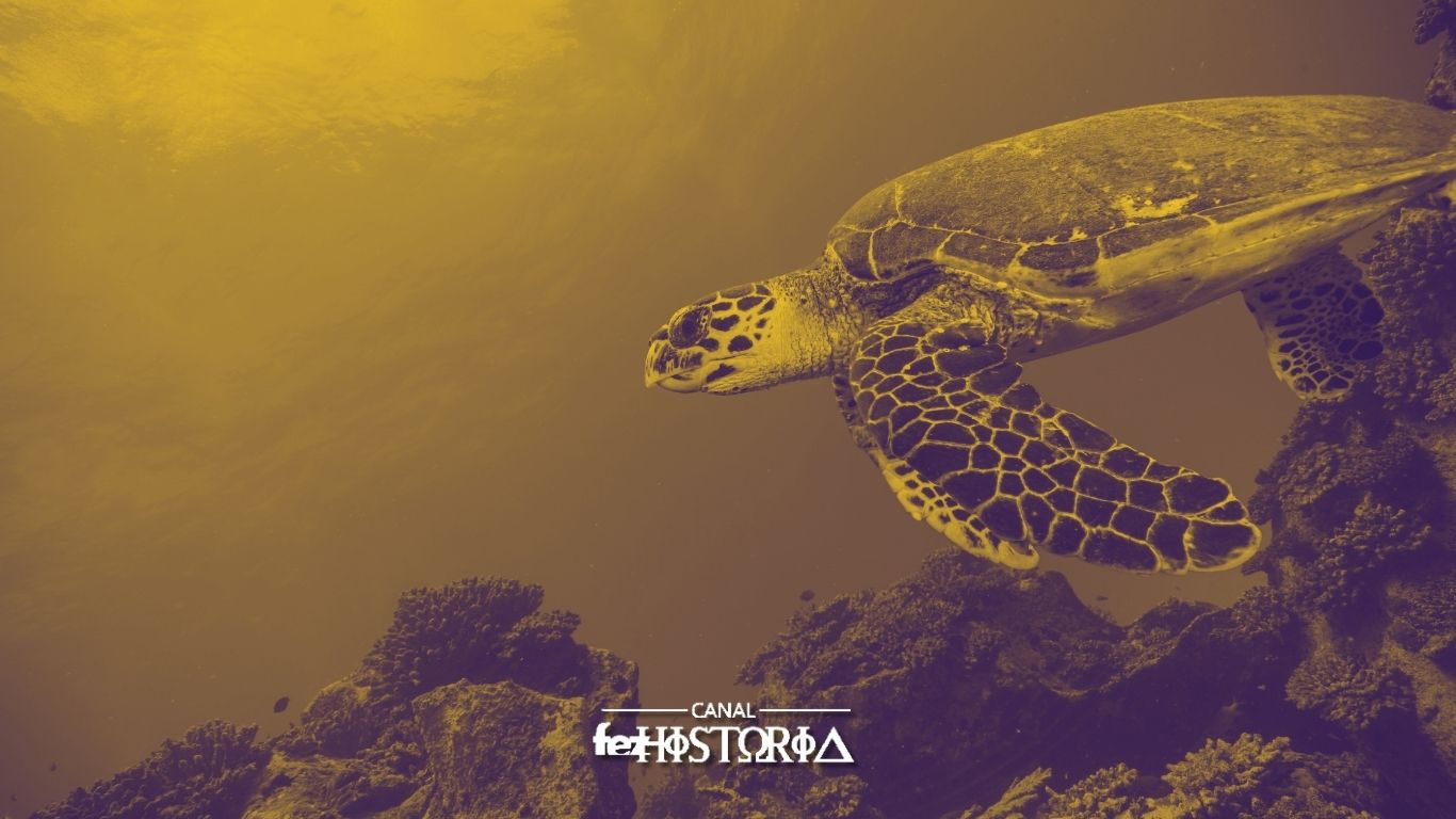 Dia Internacional da Tartaruga Marinha