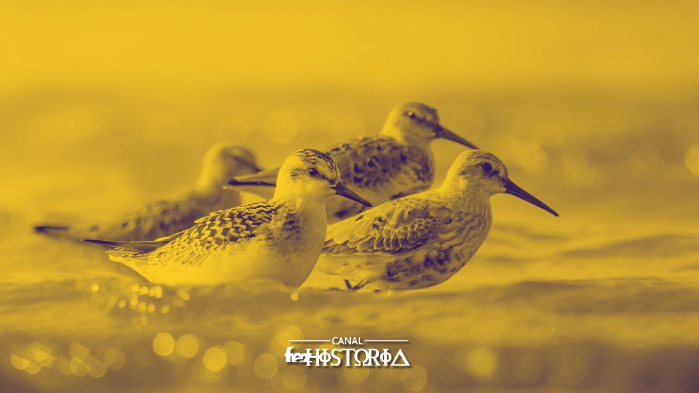 Dia Mundial das Aves Migratórias