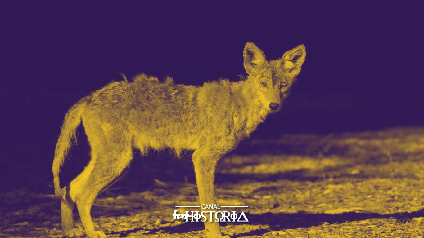 O Que Há de Verdade no Mito do Chupa-Cabra?