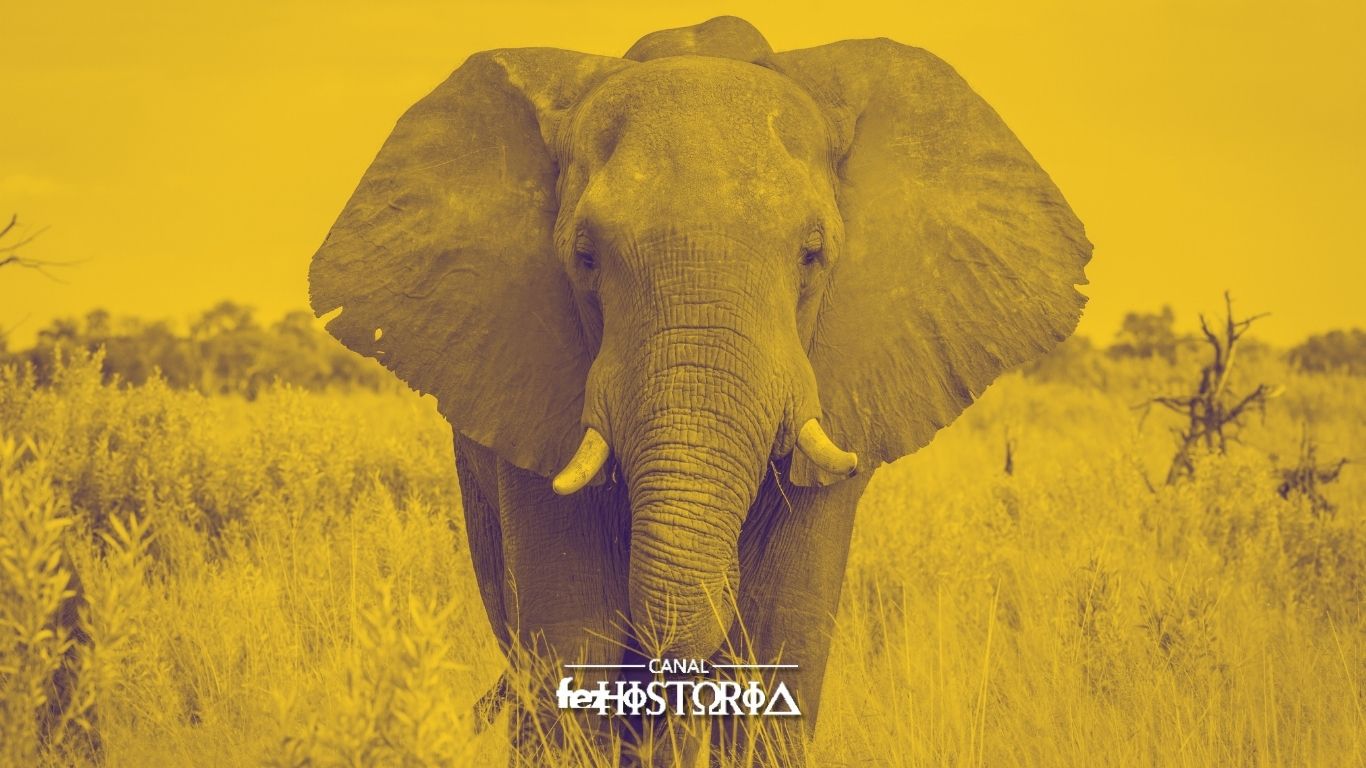Dia Mundial do Elefante