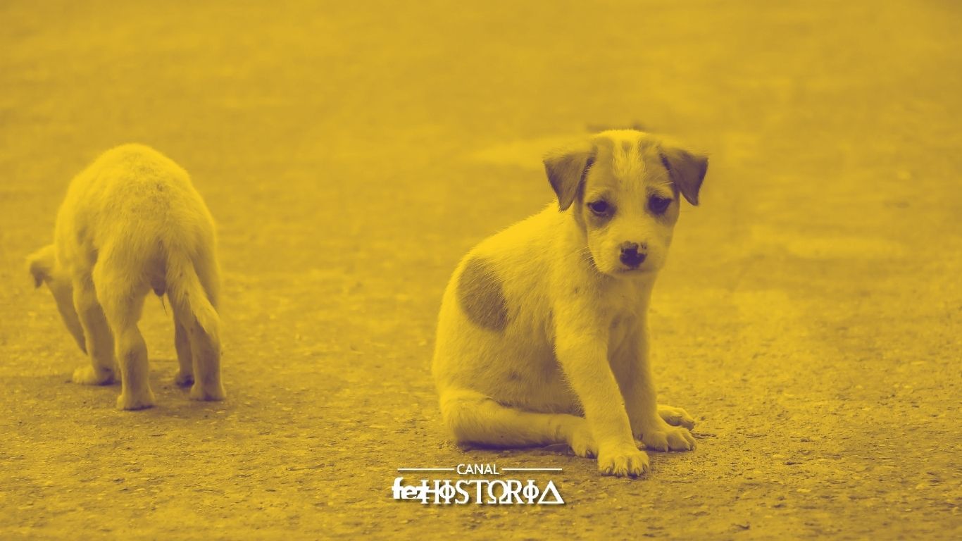 Dia Mundial dos Animais de Rua